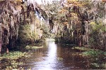 Promenade dans le Bayou