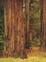 Muir Woods